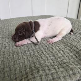 Grey Boy - Liver and white male German Shorthaired Pointer puppy in Nampa, Idaho from Heart Mountain Cavaliers & Floating Feathers Kennel