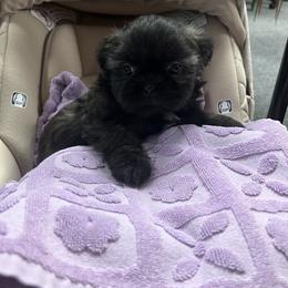 Stevie - Brindle female Shih Tzu puppy in Hibbing, Minnesota from Iron Range Shih Tzu and Puppies