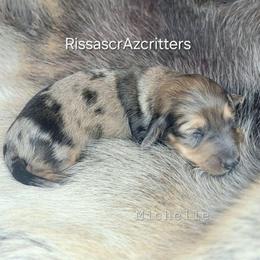 Michelle - Cream female Dachshund puppy in Canton, Ohio from Rissas CrAz Critters