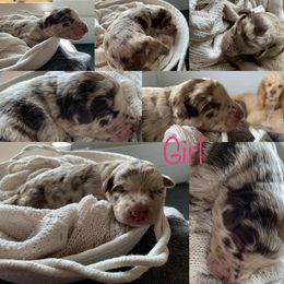 Bordoodle and Poodle Puppies from Bordoodles of Maine