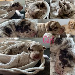 Bordoodle and Poodle Puppies from Bordoodles of Maine