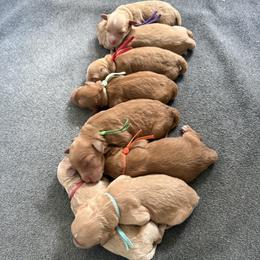 Upcoming Litter male pick - Red  male Goldendoodle puppy in Layton, Utah from Gracious Doodle Dogs