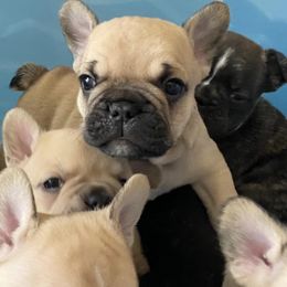 French Bulldogs from Doodles & Bubs Frenchies