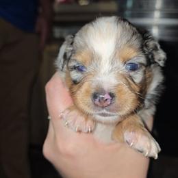Scorch - Blue merle male Miniature Australian Shepherd puppy in Arlington, Texas from CopperHead Aussies