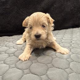 Ruby - Red female Maltipoo puppy in Bowling Green, Kentucky from Denise Clark