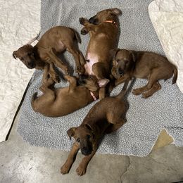 Irish Terrier Puppies from Morrigan Irish Terriers