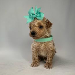 Bunny (teal) - Cream female Goldendoodle puppy in Hot Springs, Arkansas from Hot Springs Kennels