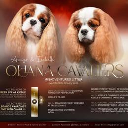 Cavalier King Charles Spaniel puppies from Ohana Cavaliers