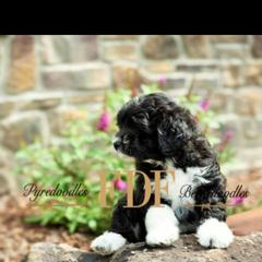 Bernedoodle and Pyredoodle Puppies from FDF Pyredoodles & Bernedoodles
