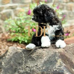 Bernedoodle and Pyredoodle Puppies from FDF Pyredoodles & Bernedoodles