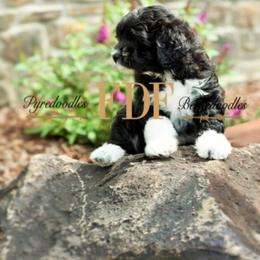 Bernedoodle and Pyredoodle Puppies from FDF Pyredoodles & Bernedoodles