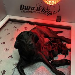 Brandy - Labrador Retriever