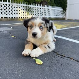 Australian Shepherd Puppies from Caramel Bliss Aussies - NJ NYC