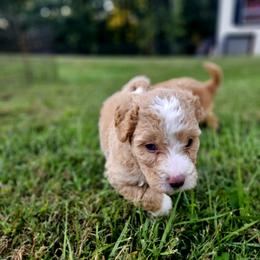 Honey - Yellow and white female Bernedoodle puppy in Olin, North Carolina from Rocky Creek Raised