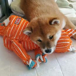 Shiba Inu Puppies from Pendragon Shiba Inu