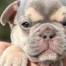 Boston Terriers and French Bulldogs from Absolutely Boston Terriers and French Bulldogs