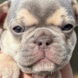 Boston Terriers and French Bulldogs from Absolutely Boston Terriers and French Bulldogs
