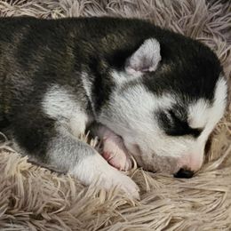 Morgan Wallen - Black and white male Siberian Husky puppy in Surprise, Arizona from Country Heart Kennel