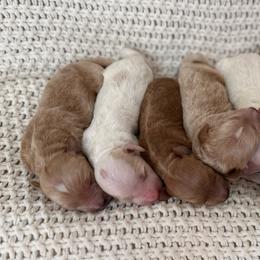 Male 3 - Apricot male Goldendoodle puppy in Modesto, California from Central Valley Canine Companions