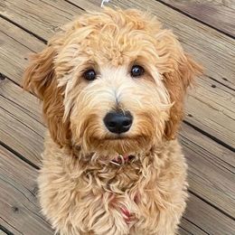 Goldendoodles from Faithful Pups
