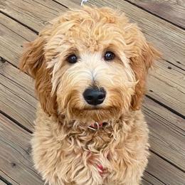 Goldendoodles from Faithful Pups