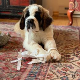 Saint Bernard Puppies from Thunder Keg St. Bernards