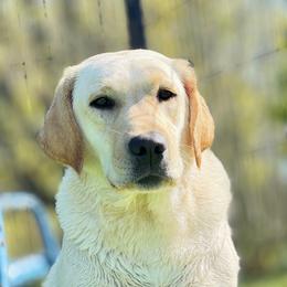 Lucy in the Sky with Diamond - Yellow female Labrador Retriever puppy in Greensburg, Kentucky from Paws Farm Retrievers