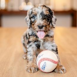 Sgt. Saguaro - Blue merle male Bernedoodle puppy in Chandler, Arizona from Phoebe's Bebies