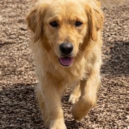 SADIE - Golden Retriever