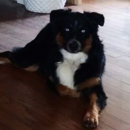 Delta - Australian Shepherd