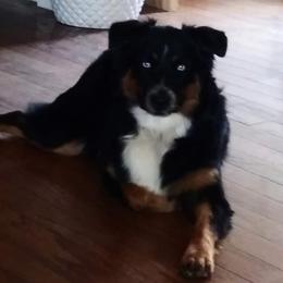 Delta - Australian Shepherd