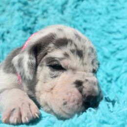 Pink Collar Blue Merle Female - Merlequin female Great Dane puppy in Alvarado, Texas from Texas Blue Danes