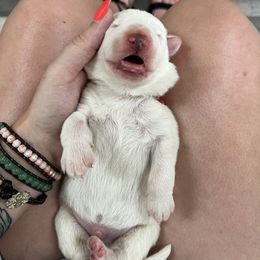 German Shepherd Puppies from Haus Skyborne Shepherds