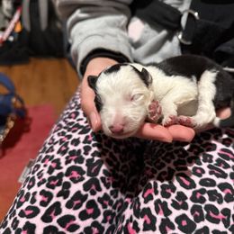 Black and white girl - Black and white female Border Collie puppy in Jackson, New Jersey from NJ Bees BC