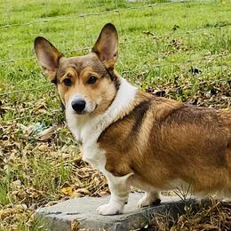 Sai - Pembroke Welsh Corgi