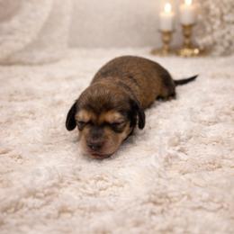 Cadbury - Cream male Dachshund puppy in Statesville, North Carolina from Lakeside Dachshunds