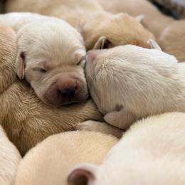 Romeo - Yellow male Labrador Retriever puppy in Sweet Home, Oregon from Knotty Creek Labradors