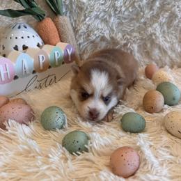 Dior - Chocolate female Pomsky puppy in Bucyrus, Missouri from Hill Top Pomskies