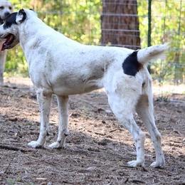 Central Asian Shepherd Dog All Grown Up from Alabaivalley