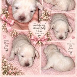 Sweet pie - Wheaten female Miniature Schnauzer puppy in Silsbee, Texas from Kisses cuddles and snuggles