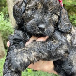 Georgia - Phantom Goldendoodle puppy in Gig Harbor, Washington from Sandy’s Goldendoodles