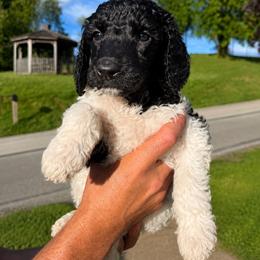 Hans - Parti male Poodle puppy in Washington, Pennsylvania from Patriotic Poodles