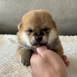 Asuka - Red female Shiba Inu puppy in Houston, Texas from Sakura Blossom Shibas
