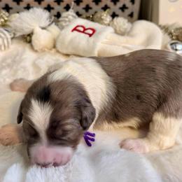 Polar Express - Merle female Bernedoodle puppy in Hegins, Pennsylvania from Bubbling Springs Doodles, LLC