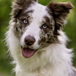 Border Collies from Dual Traxx Border Collies