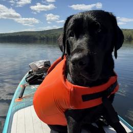 Labrador Retrievers from Range Pond Retrievers
