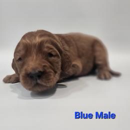 Druzy - Blue Collar Male - Red  male Goldendoodle puppy in Mocksville, North Carolina from Hunting Creek Farm & Kennel