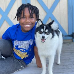 Pomsky Puppies from Guccio’s Pomsky’s and Stud Services