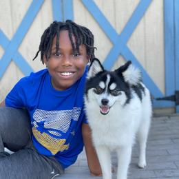 Pomsky Puppies from Guccio’s Pomsky’s and Stud Services
