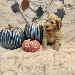 Bernedoodle, Goldendoodle, and Poodle Puppies from Anam Cara Pups